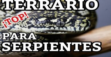 Ciclo reproductivo de reptiles en terrarios paso a paso