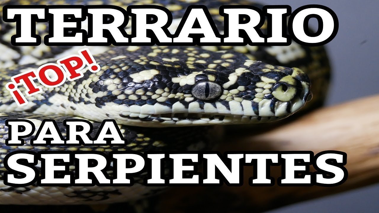 Ciclo reproductivo de reptiles en terrarios paso a paso