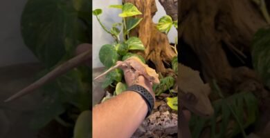 Ciclo reproductivo de reptiles en terrarios sin incubadora