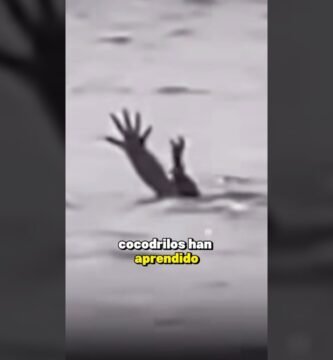 Cómo actúan los reptiles al estar enfermos desde casa