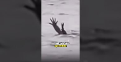 Cómo actúan los reptiles al estar enfermos desde casa