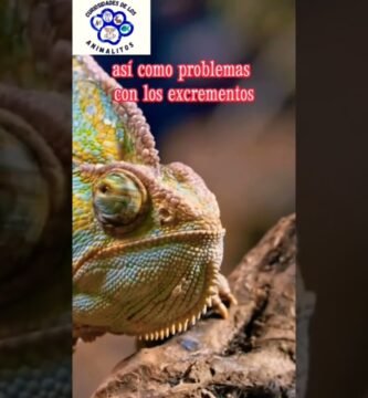 Cómo actúan los reptiles al estar enfermos en climas cálidos