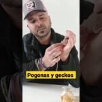 Cómo actúan los reptiles al estar enfermos en espacios pequeños