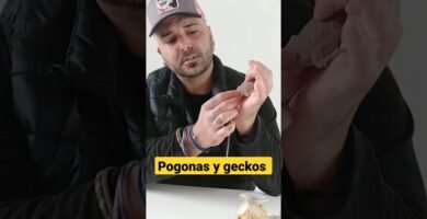 Cómo actúan los reptiles al estar enfermos explicado paso a paso