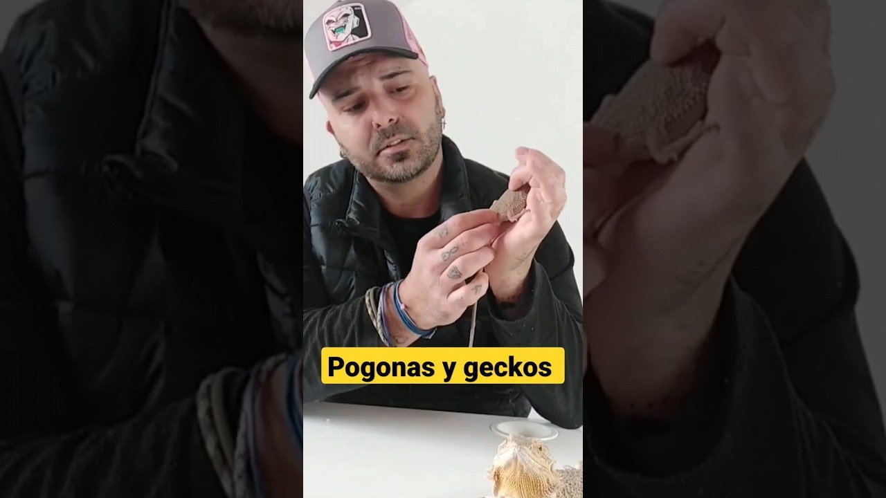 Cómo actúan los reptiles al estar enfermos explicado paso a paso