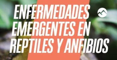 Cómo actúan los reptiles al estar enfermos explicado por veterinarios