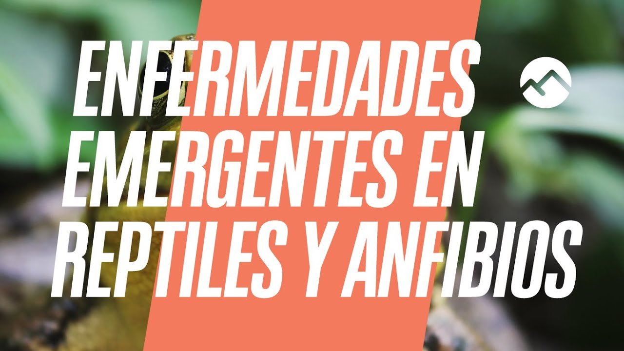 Cómo actúan los reptiles al estar enfermos explicado por veterinarios