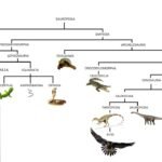 Cómo actúan los reptiles al estar enfermos según su especie