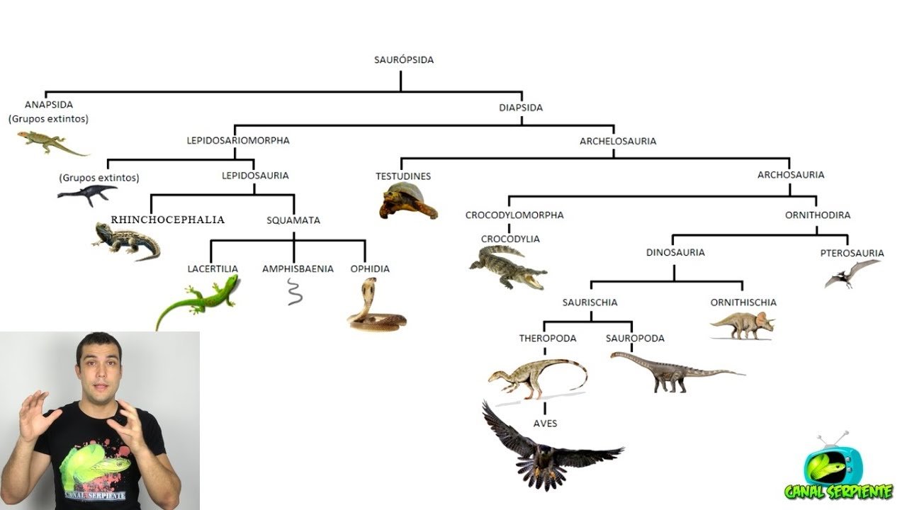 Cómo actúan los reptiles al estar enfermos según su especie