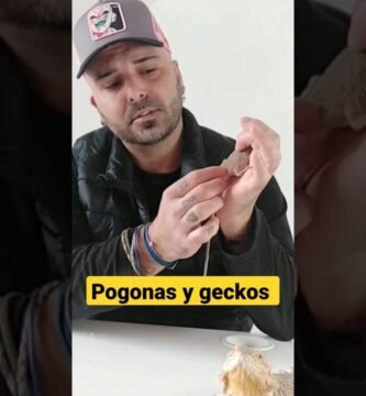 Cómo actúan los reptiles al estar enfermos y cómo solucionarlo