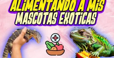 Cómo alimentar a un reptil carnívoro de forma segura con alimentos naturales