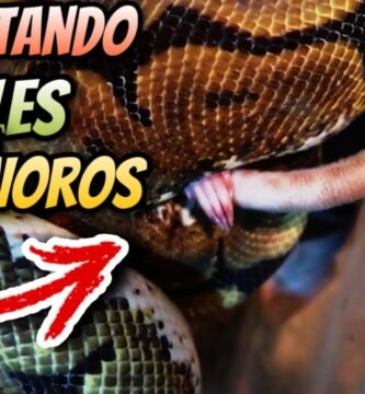 Cómo alimentar a un reptil carnívoro de forma segura en invierno