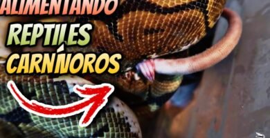 Cómo alimentar a un reptil carnívoro de forma segura en invierno