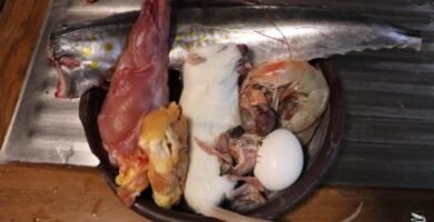 Cómo alimentar a un reptil carnívoro de forma segura en verano
