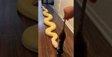 Cómo alimentar a un reptil carnívoro de forma segura para reptiles de gran tamaño