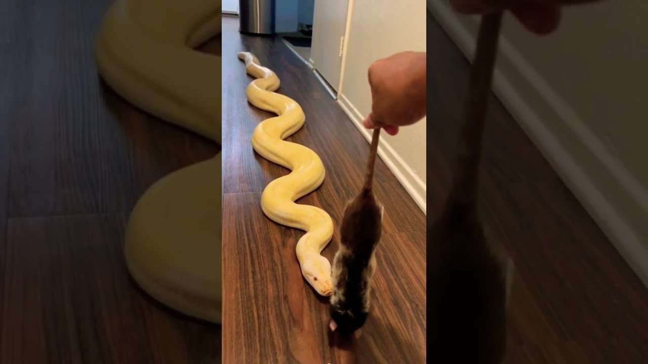 Cómo alimentar a un reptil carnívoro de forma segura para reptiles de gran tamaño