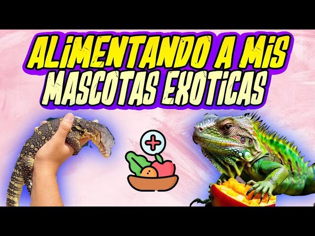 Cómo alimentar a un reptil carnívoro de forma segura según su etapa de vida