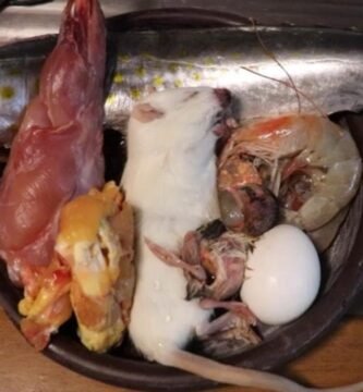 Cómo alimentar a un reptil carnívoro de forma segura sin afectar su digestión