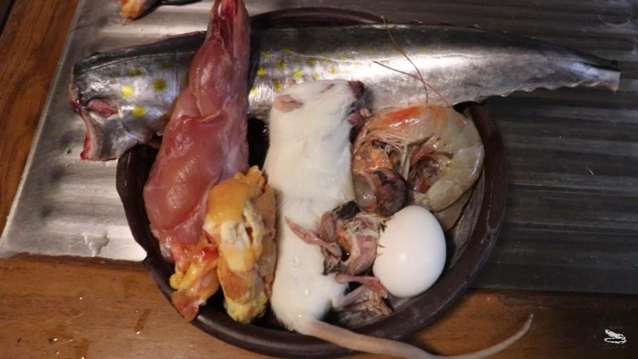 Cómo alimentar a un reptil carnívoro de forma segura sin errores