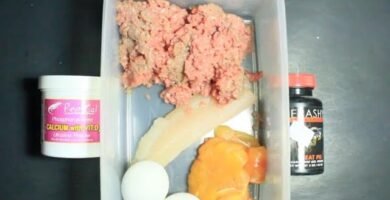 Cómo alimentar a un reptil carnívoro de forma segura sin necesidad de suplementos