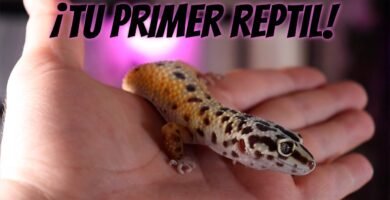 Cómo cuidar a un reptil doméstico desde cero con iluminación artificial