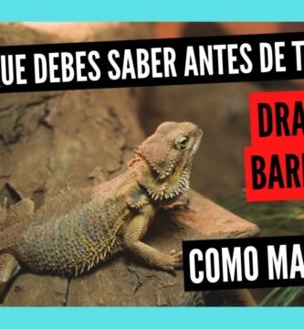 Cómo cuidar a un reptil doméstico desde cero en ambientes húmedos