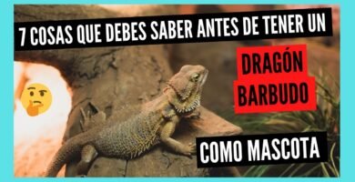 Cómo cuidar a un reptil doméstico desde cero en ambientes húmedos