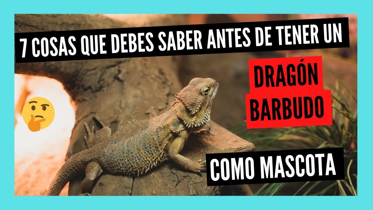 Cómo cuidar a un reptil doméstico desde cero en ambientes húmedos