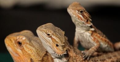 Cómo cuidar a un reptil doméstico desde cero en época de muda
