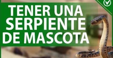 Cómo cuidar a un reptil doméstico desde cero explicados por expertos