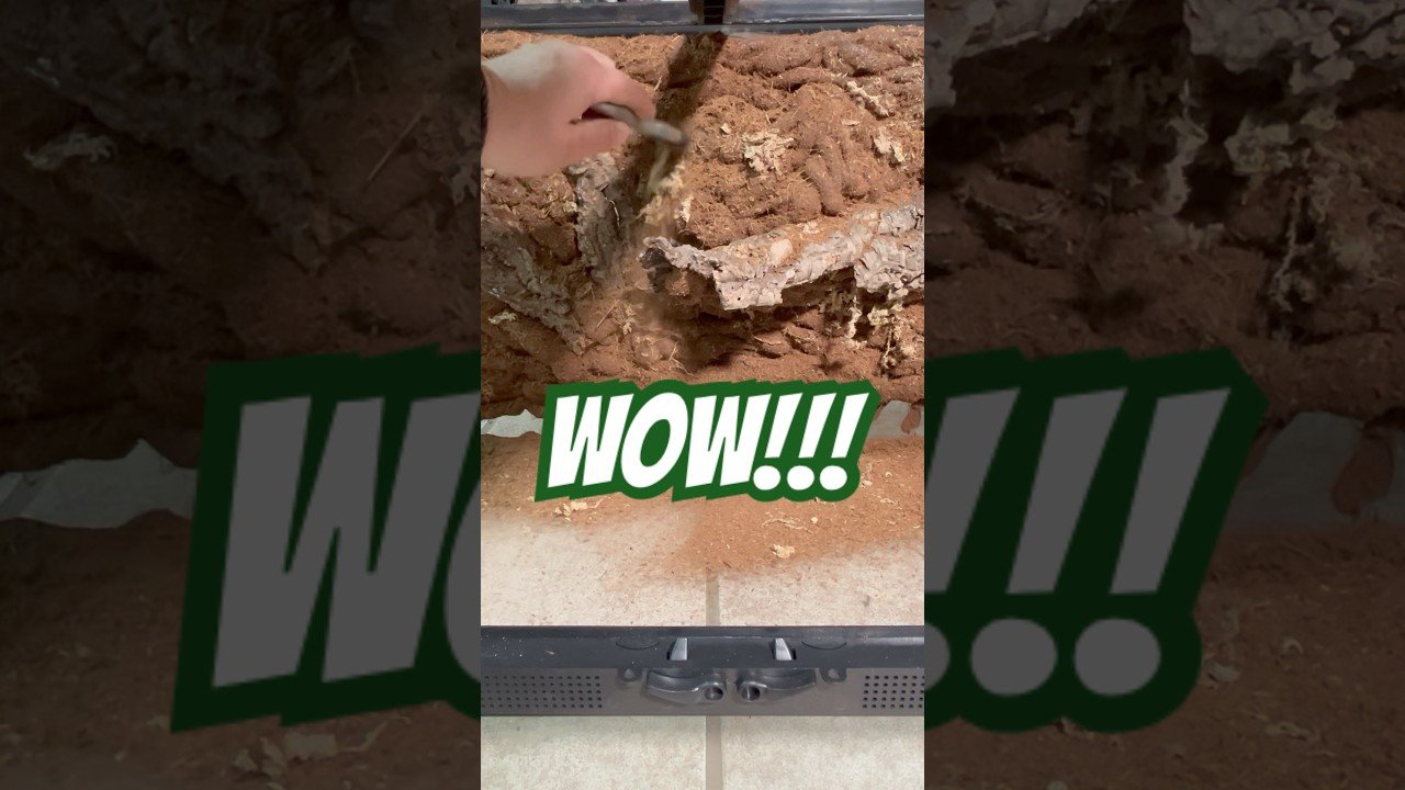 Cómo hacer un hogar cómodo para reptiles en Guayaquil