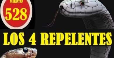 Cómo hacer un hogar cómodo para reptiles en La Paz