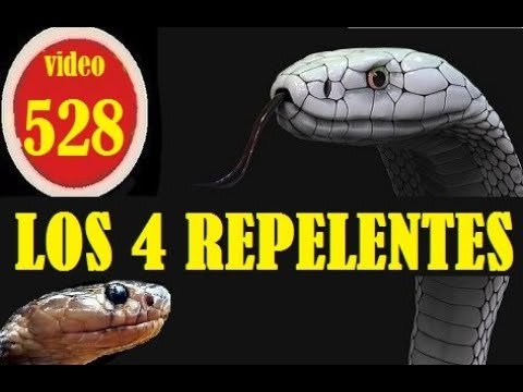Cómo hacer un hogar cómodo para reptiles en La Paz