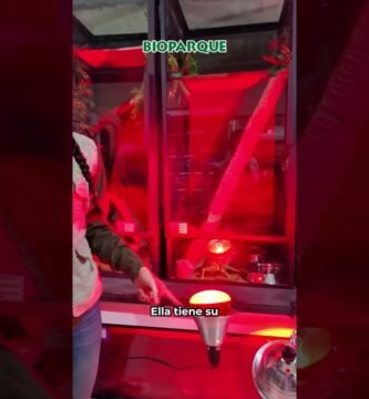 Cómo preparar un ambiente adecuado para reptiles en etapa reproductiva en invierno