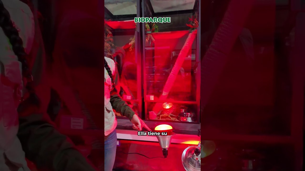 Cómo preparar un ambiente adecuado para reptiles en etapa reproductiva en invierno