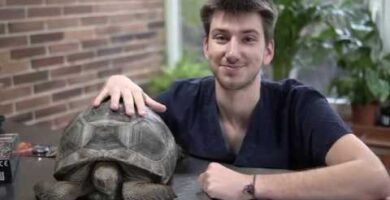 Cómo preparar un ambiente adecuado para reptiles en etapa reproductiva en verano
