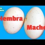 Cómo saber si una hembra reptil está embarazada con incubadora artificial