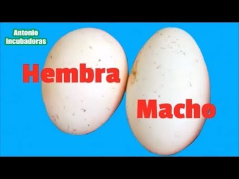 Cómo saber si una hembra reptil está embarazada con incubadora artificial