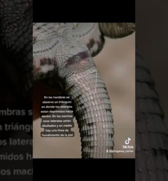 Cómo saber si una hembra reptil está embarazada con temperatura controlada