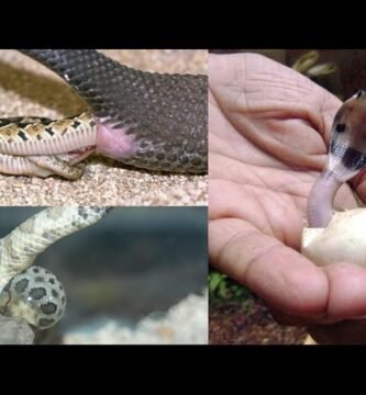 Cómo saber si una hembra reptil está embarazada durante todo el año