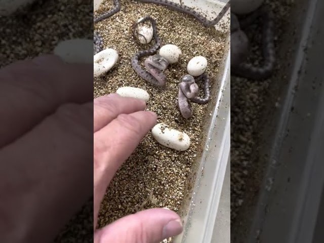 Cómo saber si una hembra reptil está embarazada en cautiverio