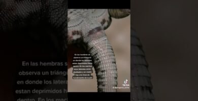 Cómo saber si una hembra reptil está embarazada en interiores