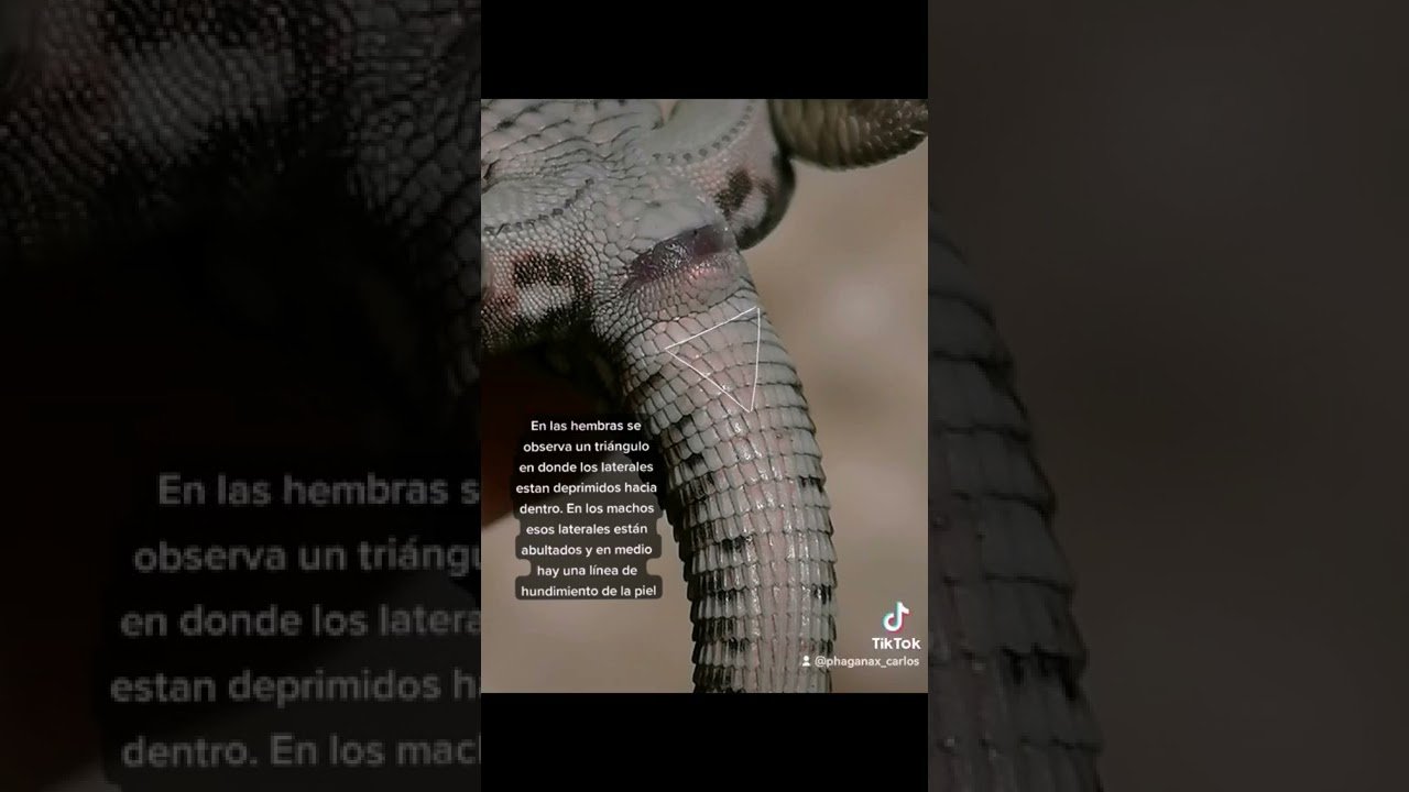 Cómo saber si una hembra reptil está embarazada en interiores