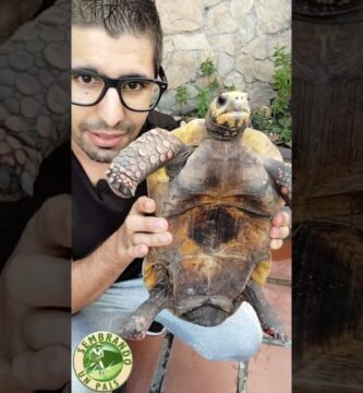 Cómo saber si una hembra reptil está embarazada en terrarios caseros