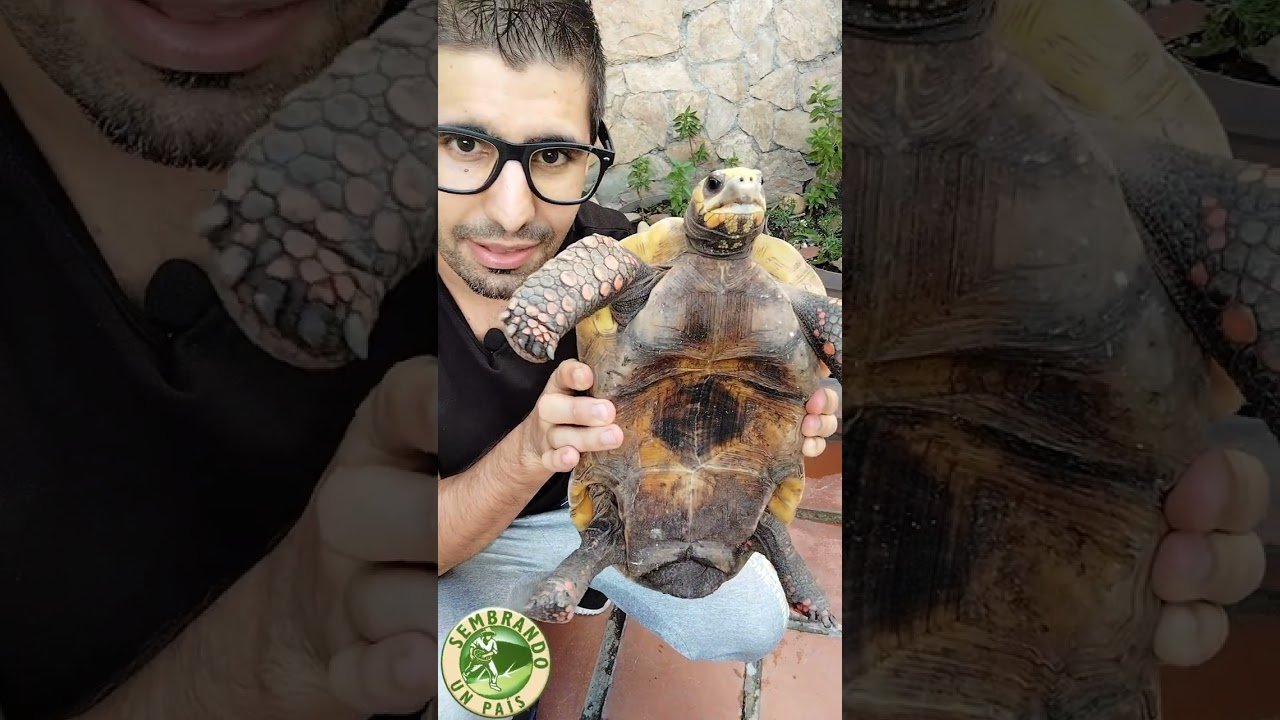 Cómo saber si una hembra reptil está embarazada en terrarios caseros