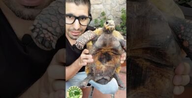 Cómo saber si una hembra reptil está embarazada en verano