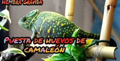 Cómo saber si una hembra reptil está embarazada para camaleones