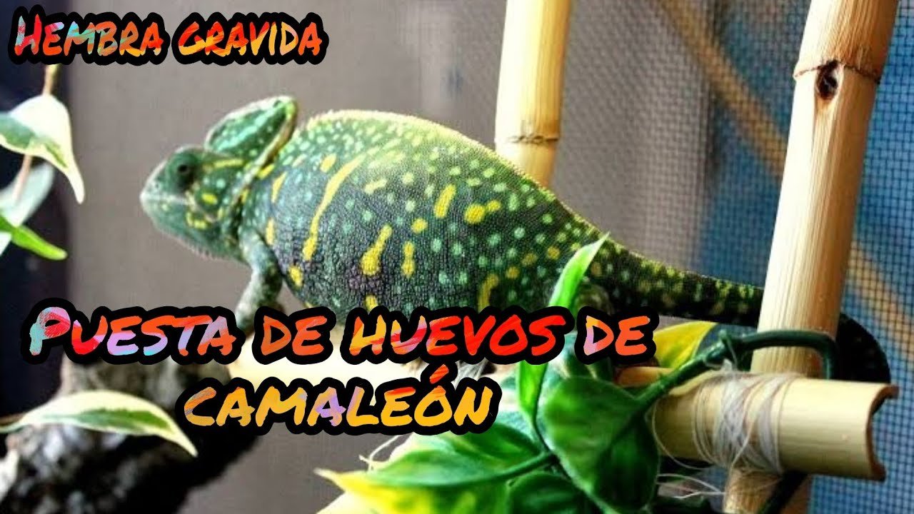 Cómo saber si una hembra reptil está embarazada para camaleones