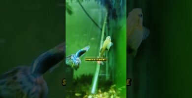Cómo saber si una hembra reptil está embarazada para dueños primerizos
