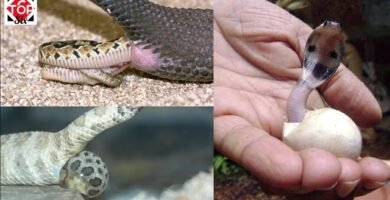 Cómo saber si una hembra reptil está embarazada para serpientes